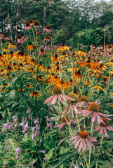Wild herbs and flowers in the field with greens and grass