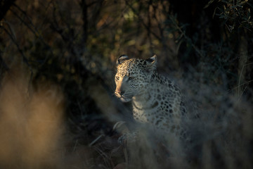 A young leopard in thick undergrowth