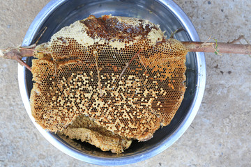 Fresh Honeycomb stick on tree branch from jungle in aluminium bowl.