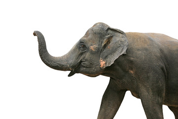 An Elephant isolated on white background.