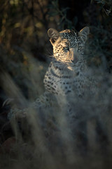 A young leopard in thick undergrowth