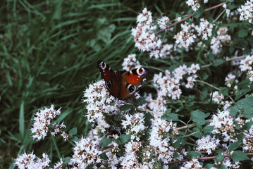 Peacock butterfly on oregano or mint flower