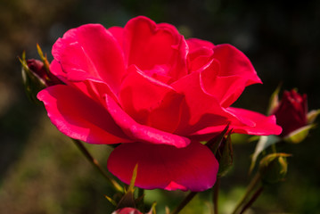 Red rose flower. Background