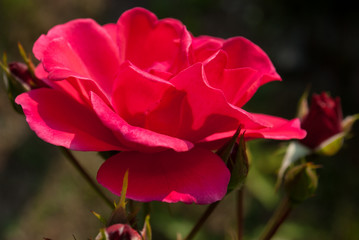 Red rose flower. Background