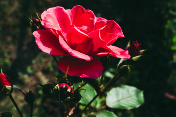 Red rose flower. Background