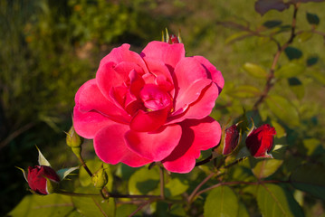 Fototapeta premium Red rose flower. Background