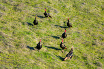 Wild turkey flock feeding on green hill