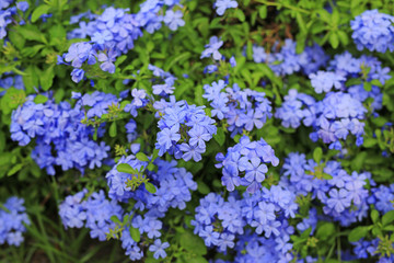Obraz premium Close-up cape leadwort (Plumbago auriculata) flower in the garden.