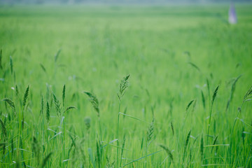 Close up of Rice field
