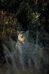 A young leopard in thick undergrowth