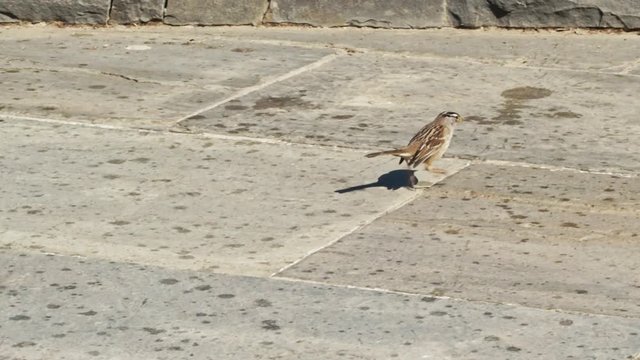 Small tiny sparrow bird running around and fly jumping in slow motion.