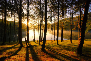 Beams of Light shine through the trees in forestat at the morning ,Silhouette people stand to relax to see sunrise.