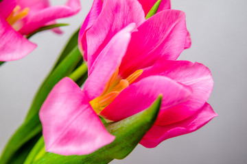 Bouquet of pink tulips on white background.