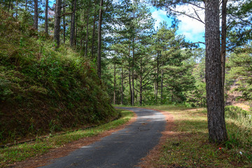 Pine tree forest at summer day