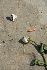 A dead rose with a cigarette butt left trashed on the beach that will cause environment problem.