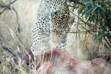 A leopard on a warthog kill