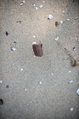 A piece of brown glass bottle left trashed on the beach surrounded with sea shells. A starting point of the environment problem.
