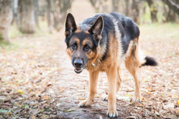 Dog German Shepherd outdoors in an autumn