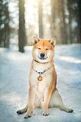 Shiba Inu dog. Outdoor