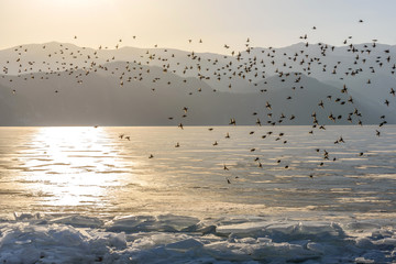 birds mountains lake ice dawn