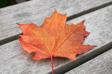 Naklejka na ściany i meble Isolated Red Maple Leaf on wooden table background close up.