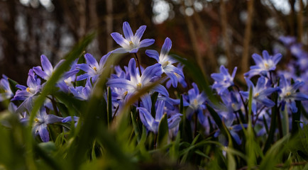 Blausterne im Frühling