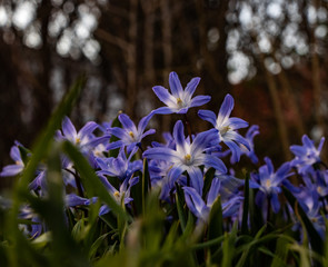 Blausterne im Frühling
