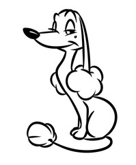 Beautiful poodle dog cartoon illustration isolated image