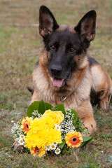 German Shepherd laying on the grass