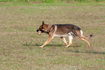 German shepherd on the dog training ground