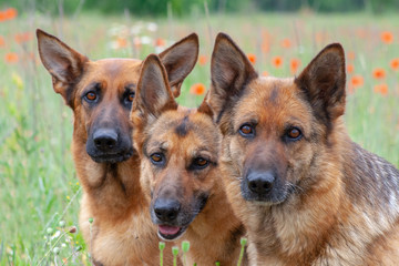 three German shepherds