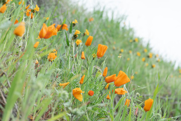 California Poppies closeup on a hillside surrounded by green grass