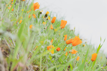 California Poppies closeup on a hillside surrounded by green grass