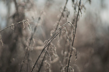 frozen grass in winter