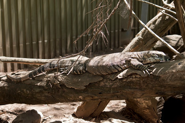 Fototapeta premium a juvenile lace monitor lizards