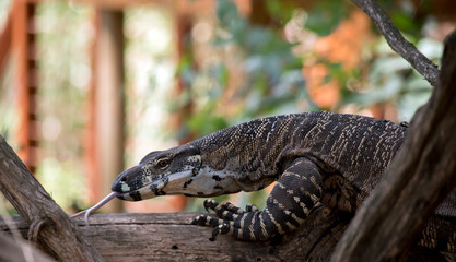 A close up of a  lace monitor lizard