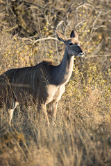 Female Kudu