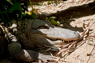 the alligator is resting in the shade