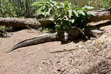 the alligator is resting in the shade