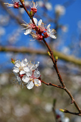 Marillenblüte
