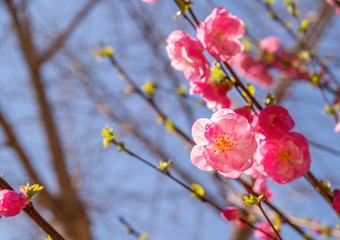 Beautiful cherry blossom sakura in spring time over blue sky
