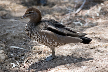 A female Australian wood duck or Australian maned duck