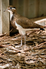 this is a young banded lapwing