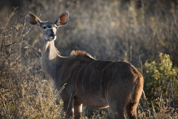 Female Kudu