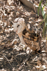 a barn owl hiding behind a bush