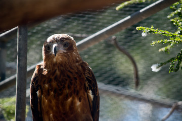 a close up of a black kite