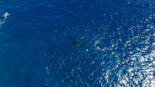 Aerial footage of a humpback whale and calf swimming in the clear blue waters off of the coast of the big island of hawaii. Part 1 of 5.