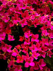 Pink potted flowers