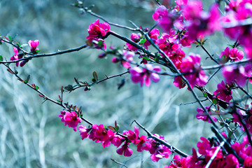 Snapshot of beautiful flowers during my walk  in this spring day in the park here in Thessaloniki,they have just blossomed and smell nice