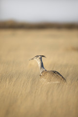 Kori Bustard